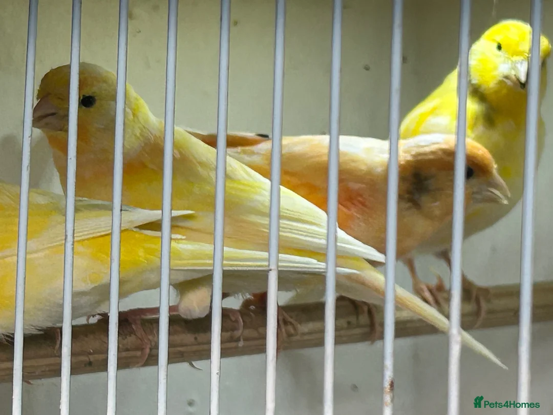 Canaries birds for sale: 4 young canaries for sale - Advert 1