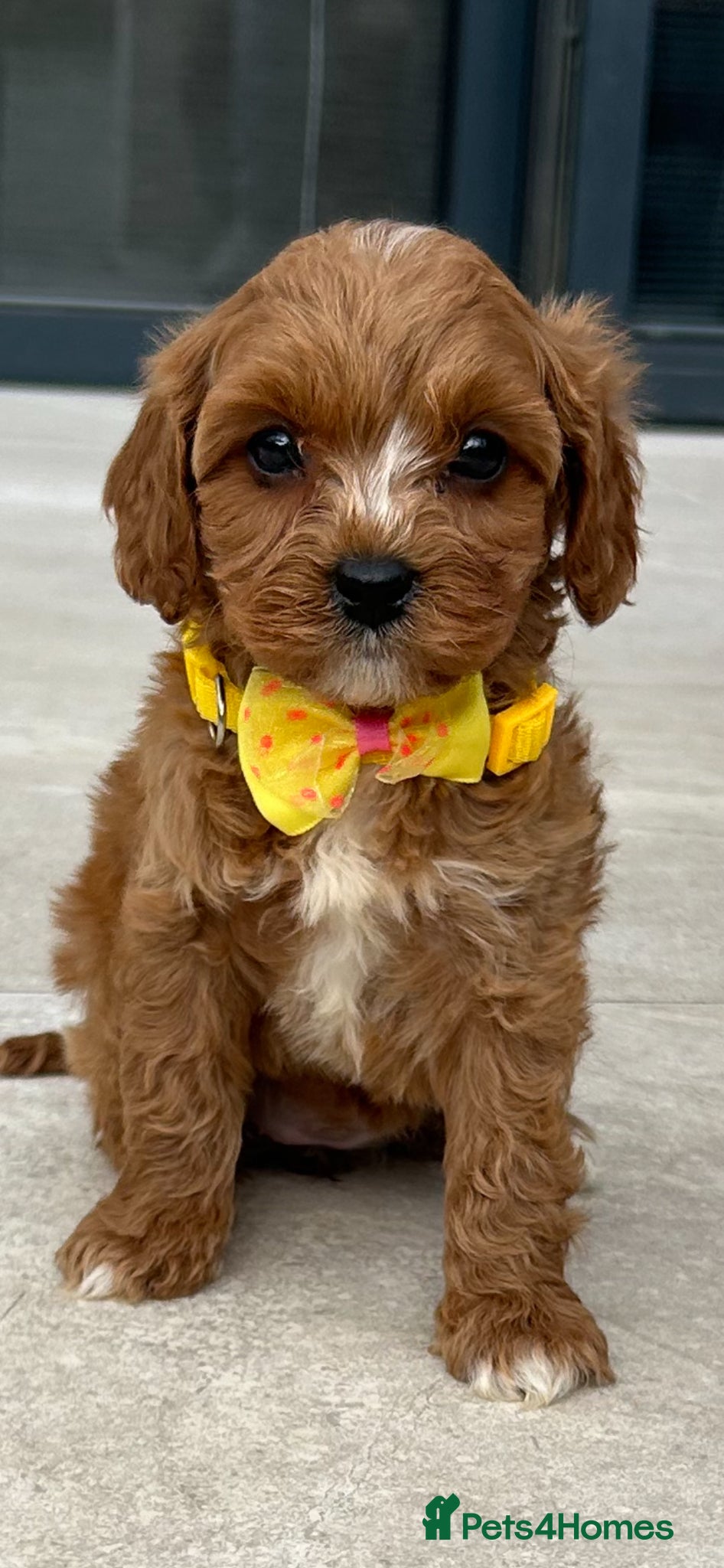 Cavapoo dogs Ready now Ruby Cavapoo pups 1 boy 4 girls  - Advert 2