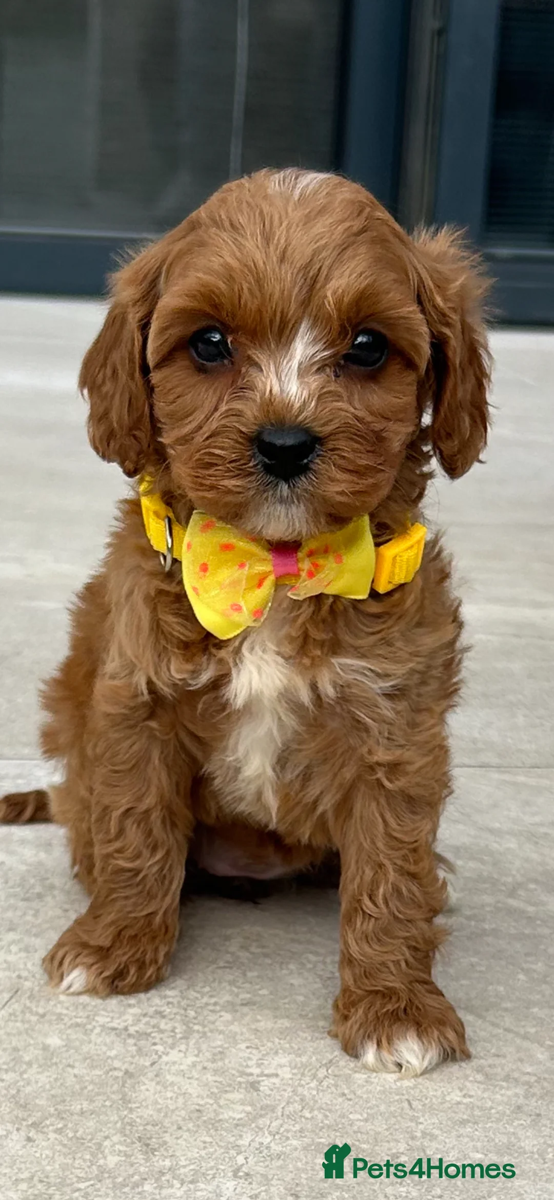 Cavapoo dogs for sale: Ready now Ruby Cavapoo pups 1 boy 4 girls  - Advert 2