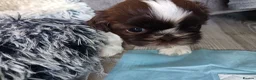 Shih Tzu dogs for sale: Two Beautiful Girls  - Advert 21