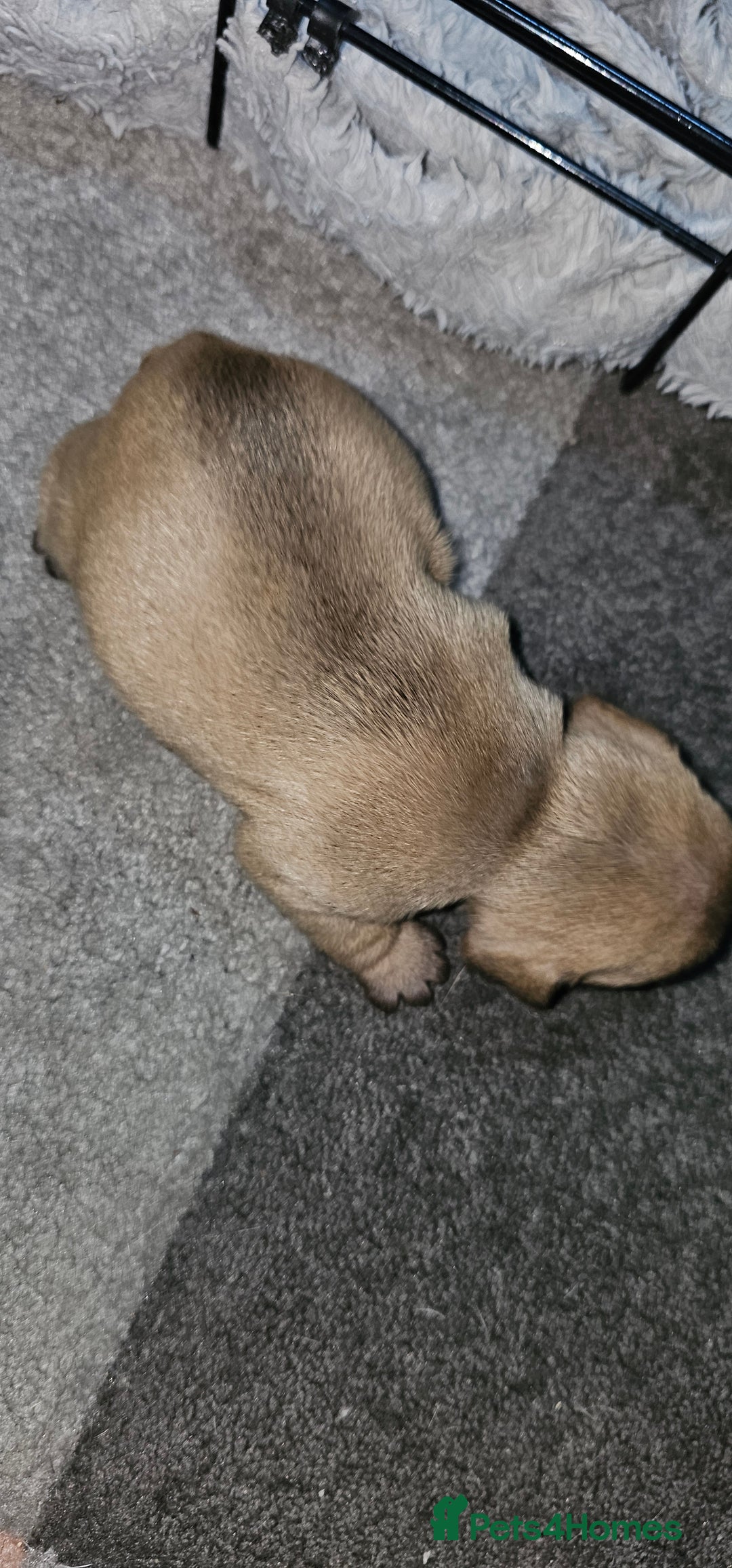 French Bulldog dogs for sale:  6 x beautiful Frenchie puppies for sale  - Advert 9