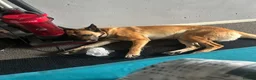 Belgian Shepherd Dog dogs for stud: Ragnar - Advert 7