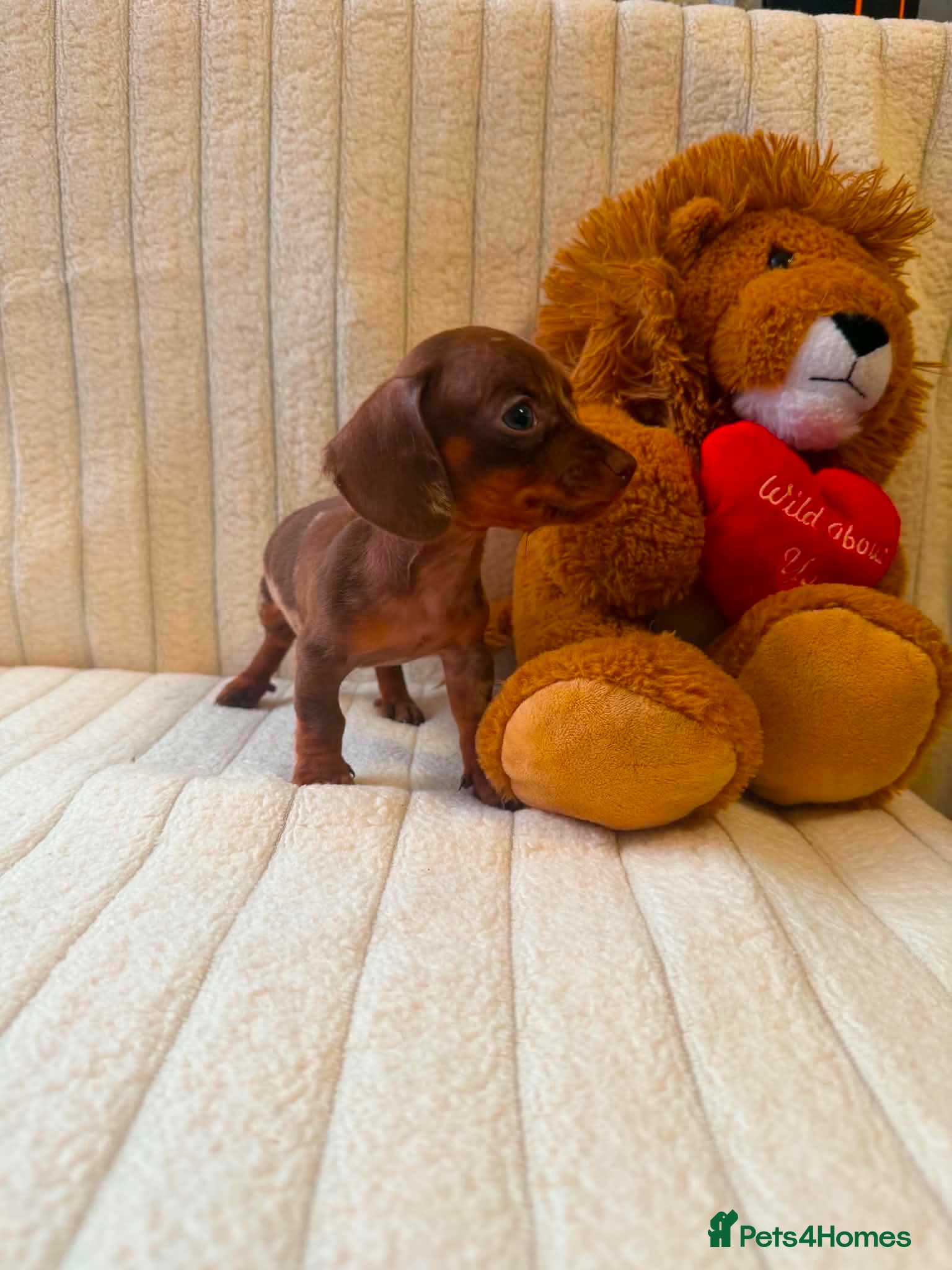 Miniature Dachshund dogs Miniature Dachshund - Advert 1