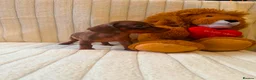 Miniature Dachshund dogs for sale: Miniature Dachshund - Advert 3