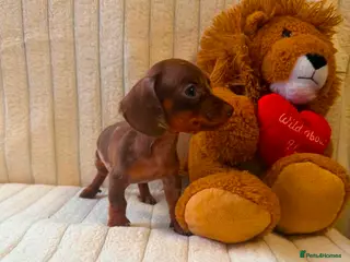 Miniature Dachshund dogs Miniature Dachshund - Advert 5