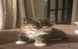 Mixed Breed cats for sale: Beautiful kittens  - Image 8