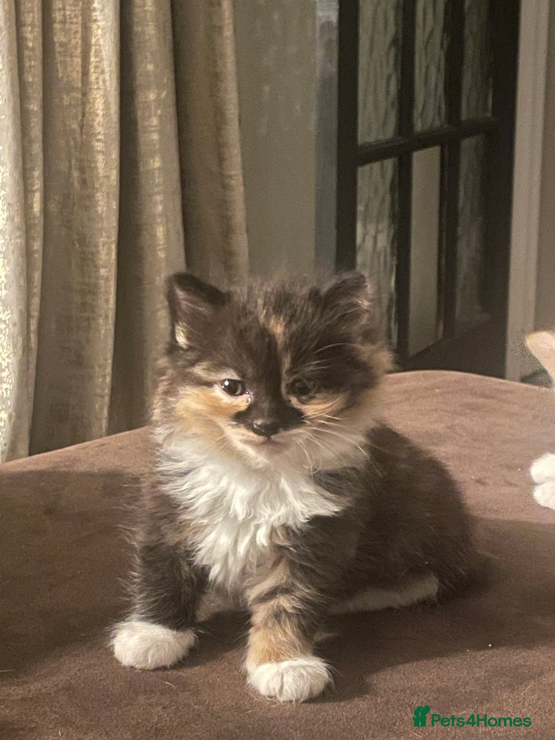 Mixed Breed cats for sale: Beautiful kittens  - Image 8