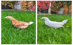 Chickens poultry for sale: Young hybrid hens  - Image 1