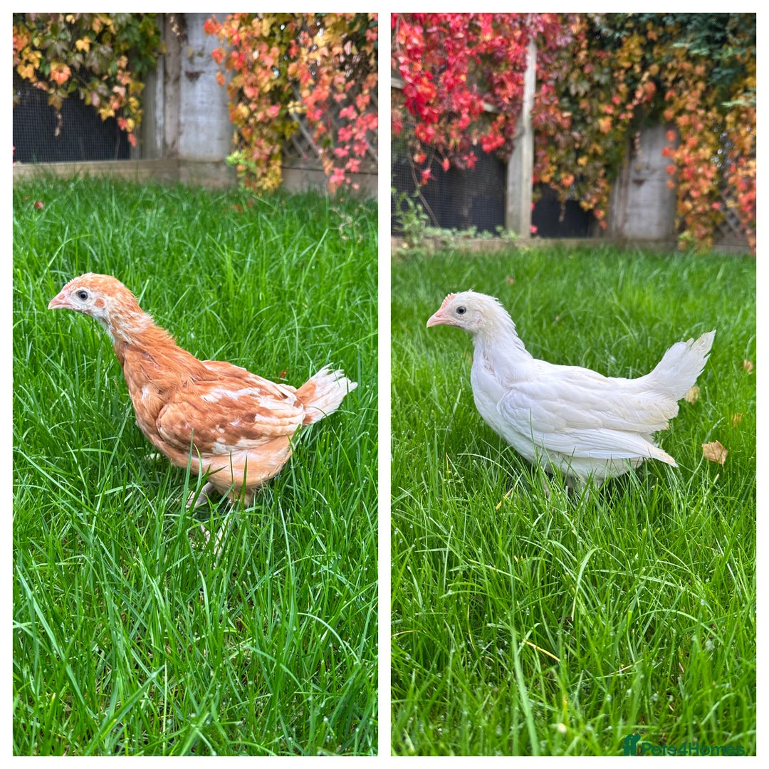Chickens poultry for sale: Young hybrid hens  - Image 1