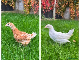 Chickens poultry - Advert 29