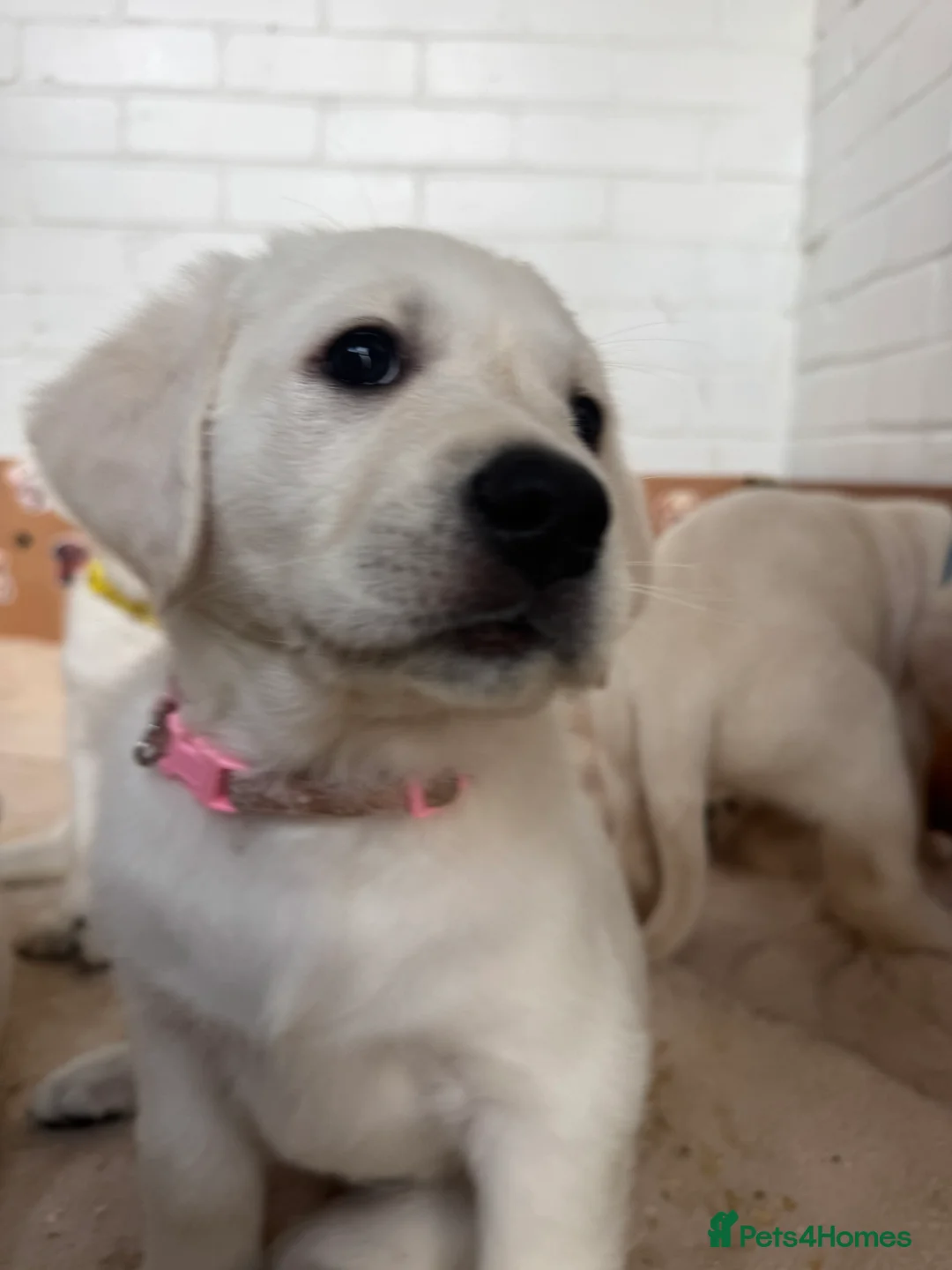 Goldador dogs for sale: Adorable White Golden Retriever x Labrador Pups  - Advert 2