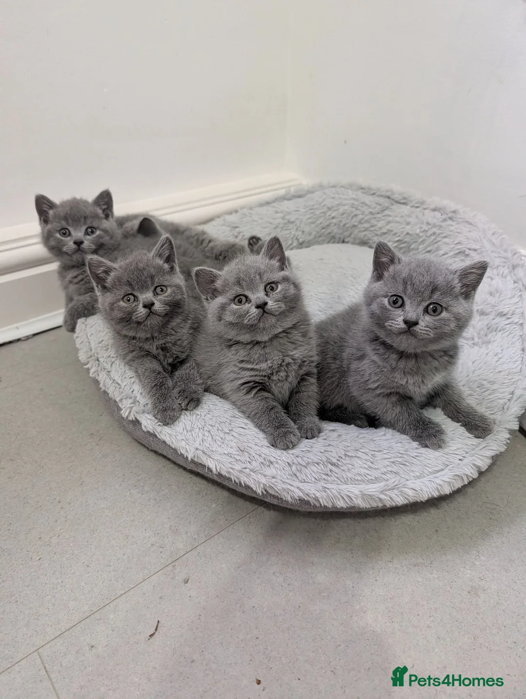 British Shorthair cats for sale: Blue British Shorthaired kittens 😺🐾 - Advert 1
