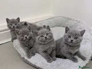 British Shorthair cats Blue British Shorthaired kittens 😺🐾 - Advert 6