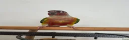Conures birds for sale: Red factor, yellow sided pineapple conure - Advert 12