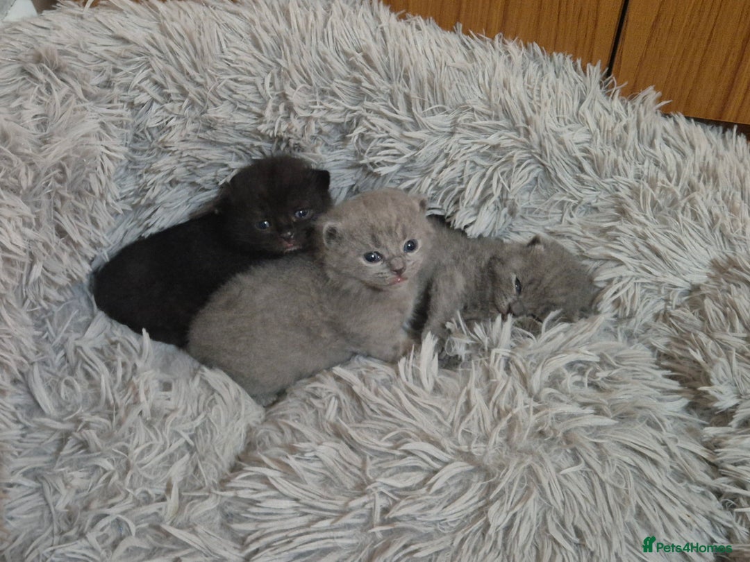 British Shorthair cats for sale: Adorabl blue and black british short hair kittens - Advert 2