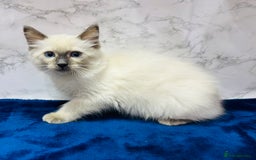 Ragdoll cats for sale: TICA Registered Magnificent Ragdoll kittens  - Image 35
