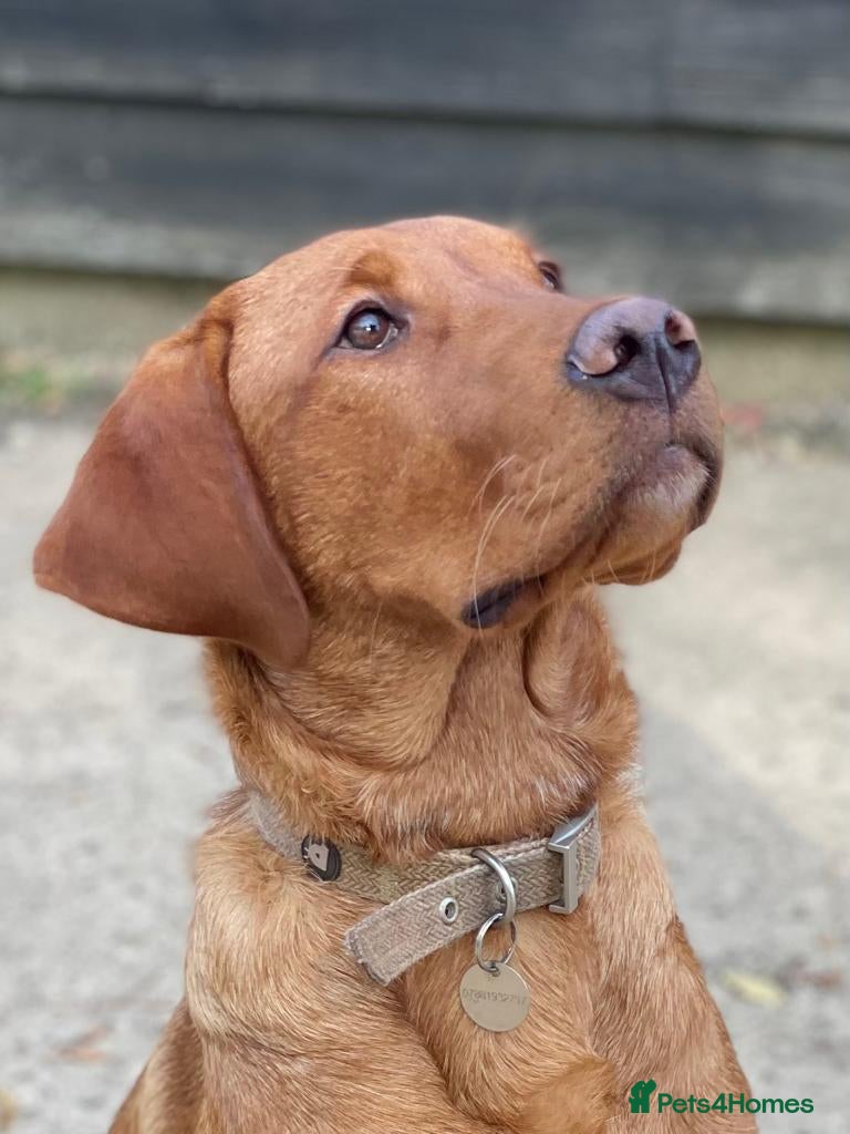 Labrador Retriever dogs Stunning KC dark Fox Red stud in Ware - Advert 6