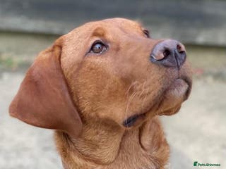 Labrador Retriever dogs Stunning KC dark Fox Red stud in Ware - Advert 1