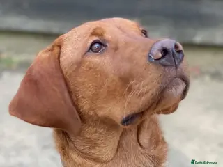 Labrador Retriever dogs Stunning KC dark Fox Red stud in Ware - Advert 20