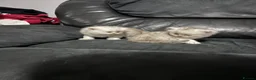 Persian cats for sale: Persian kittens  - Advert 13