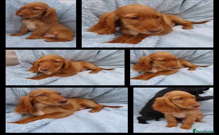Cocker Spaniel dogs - Advert 11