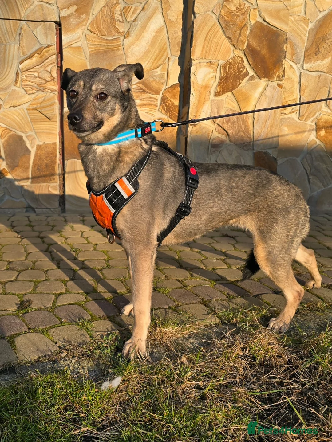 Mixed Breed dogs for adoption: ❤️🐶 GRACIE – THE GIRL WHO TRIES SO HARD TO PLEASE in Burton-on-Trent - Advert 14