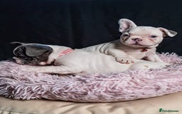 French Bulldog dogs for sale: 2 🟪 French bulldog mums carries fluffy‼️Ready now - Advert 5