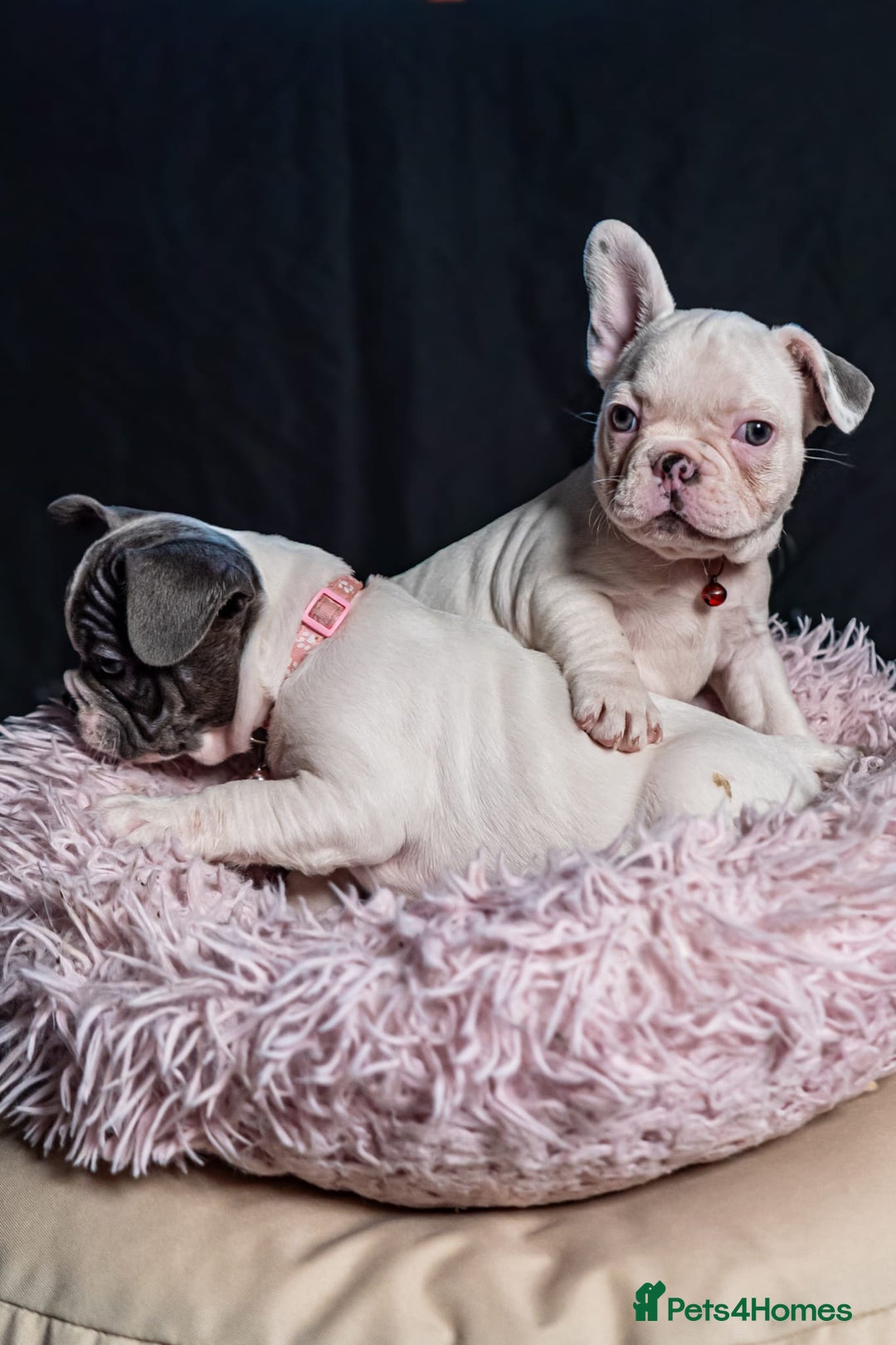 French Bulldog dogs for sale: 2 🟪 French bulldog mums carries fluffy‼️Ready now - Advert 5