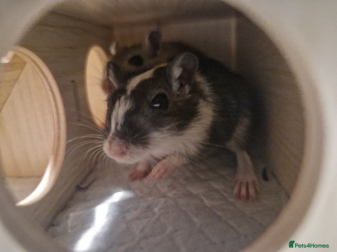 Gerbil rodents for sale: 3 gerbils & accessories for sale - Image 6