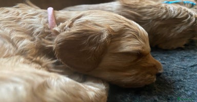 Mini Goldendoodle dogs - Advert 13