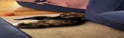 Mixed Breed cats for sale: Tuxedo kitten - Advert 1