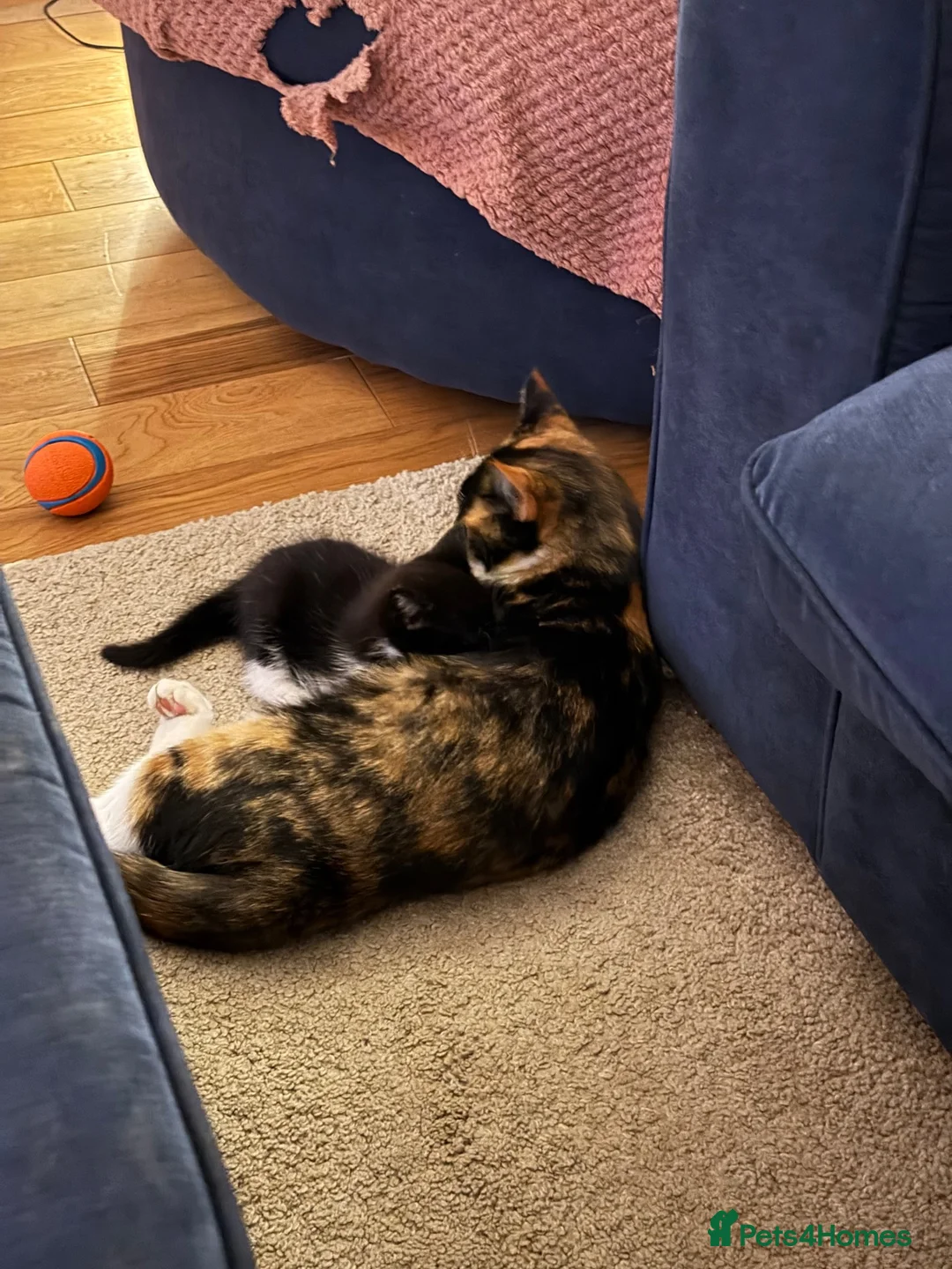 Mixed Breed cats for sale: Tuxedo kitten - Advert 1