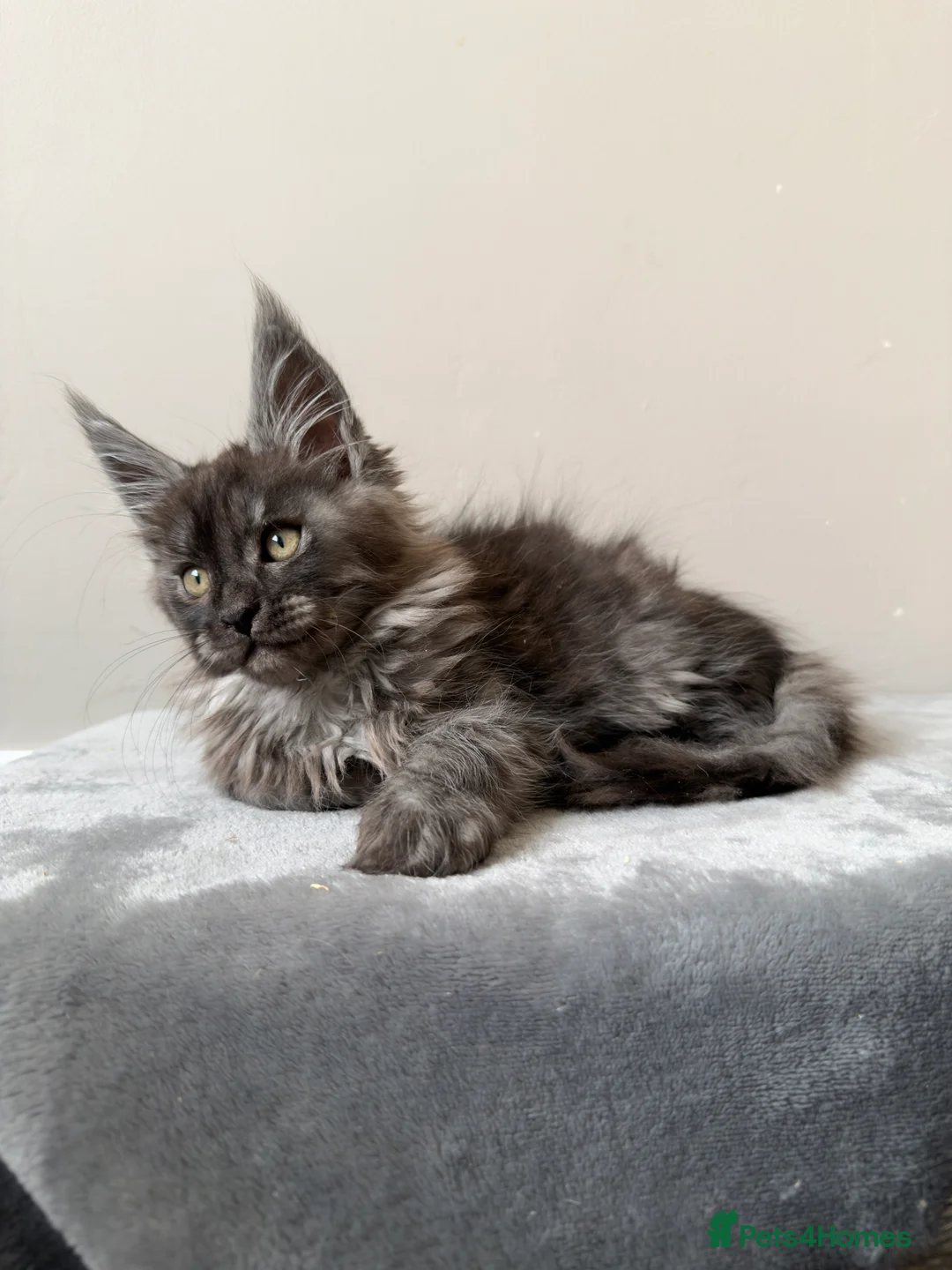 Maine Coon cats for sale: ⭐️ Outstanding TICA Maine Coons ⭐️ - Russian Lines in Halifax - Advert 6