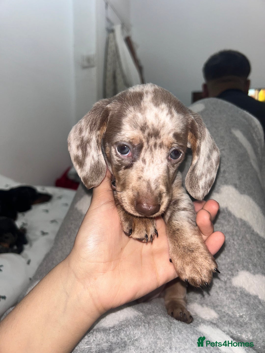 Dachshund dogs for sale: 🐾 Purebred Dachshund Puppies for Sale! 🐾 - Advert 11