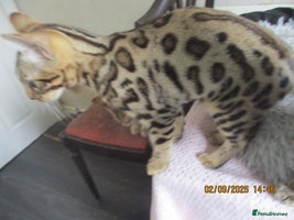 Bengal cats - Advert 1