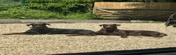 Dobermann dogs for sale: Beautiful family dobermans  - Advert 7