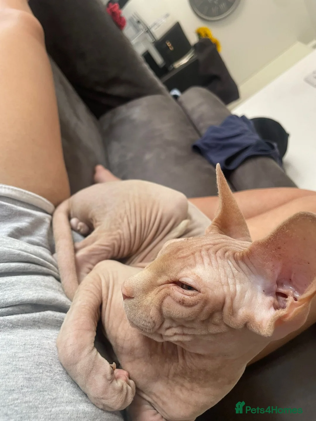 Sphynx cats for sale: 😍4years old Sphynx  - Advert 2