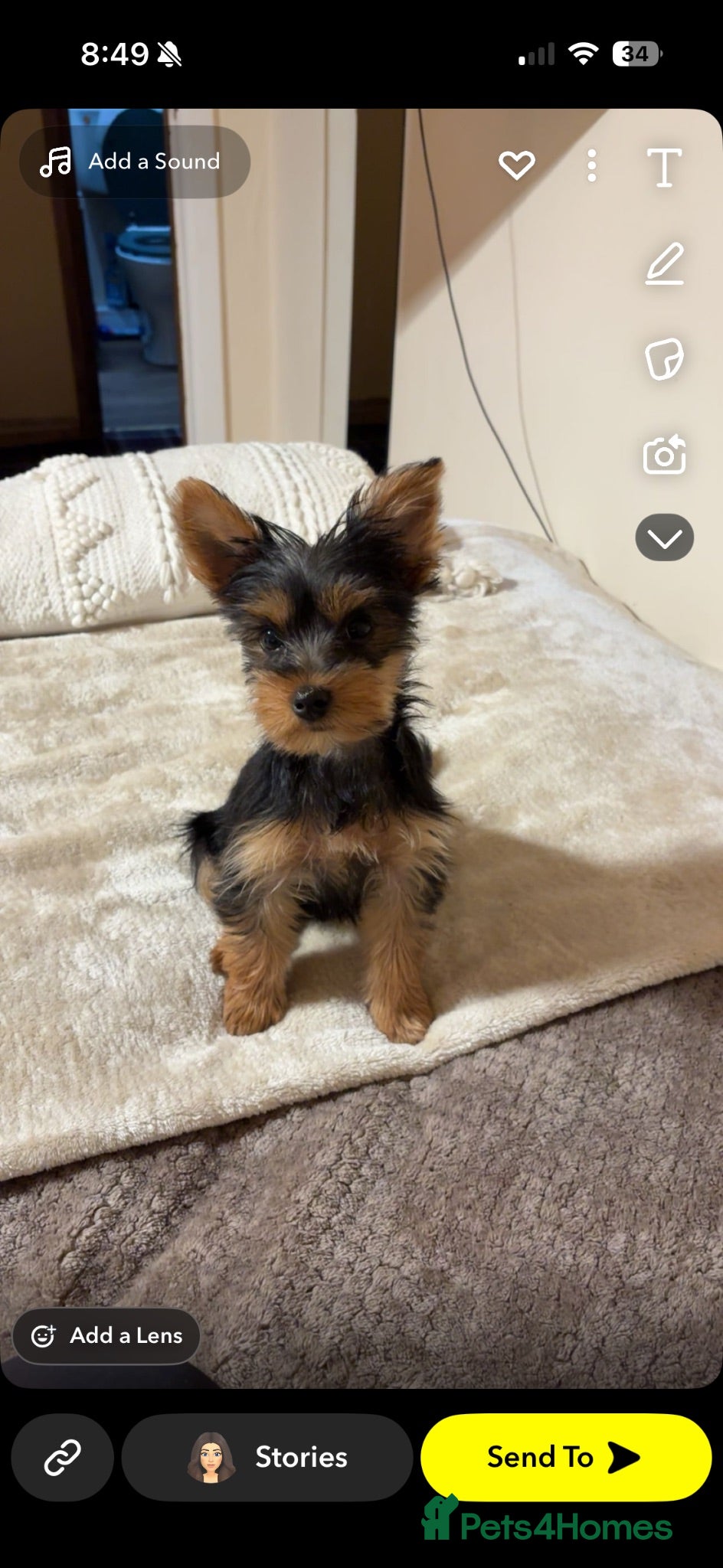 Yorkshire Terrier dogs Yorkshire terrier  - Advert 1