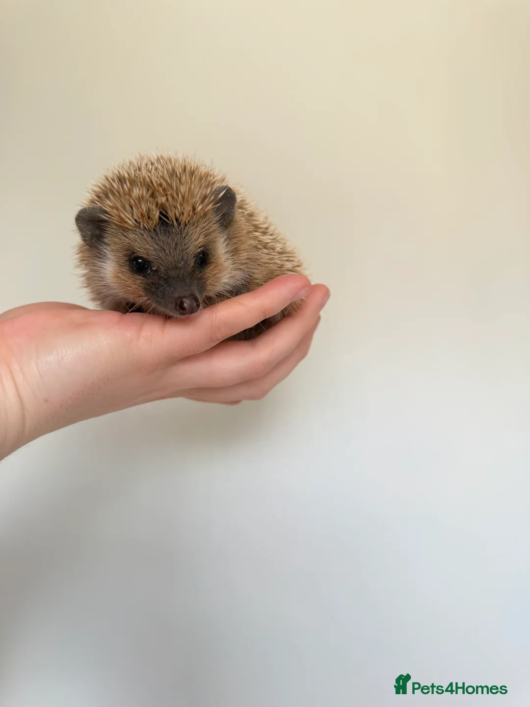 Pygmy Hedgehog rodents for sale: 4 months old male hedgehog  - Advert 5