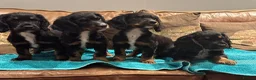 Cocker Spaniel dogs for stud: Dark red KC registered working cocker stud.  - Advert 5