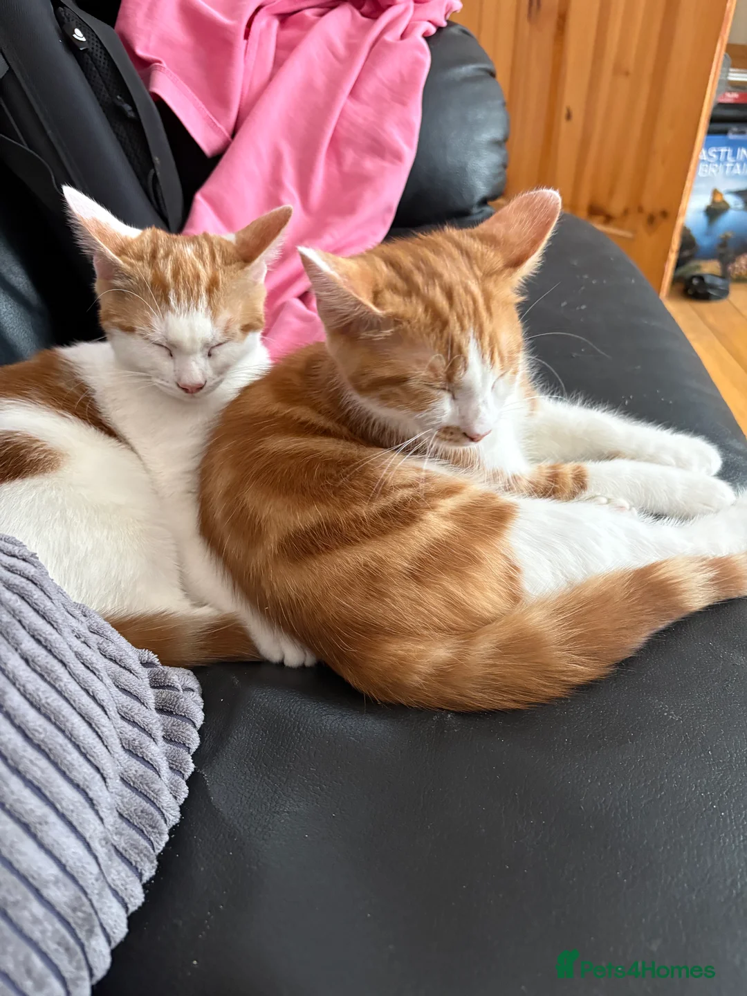 British Shorthair cats for sale:  5/2 month old British Shorthair  - Advert 2