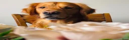 Golden Retriever dogs for sale: 3 beautiful golden retrievers for sale  - Advert 11