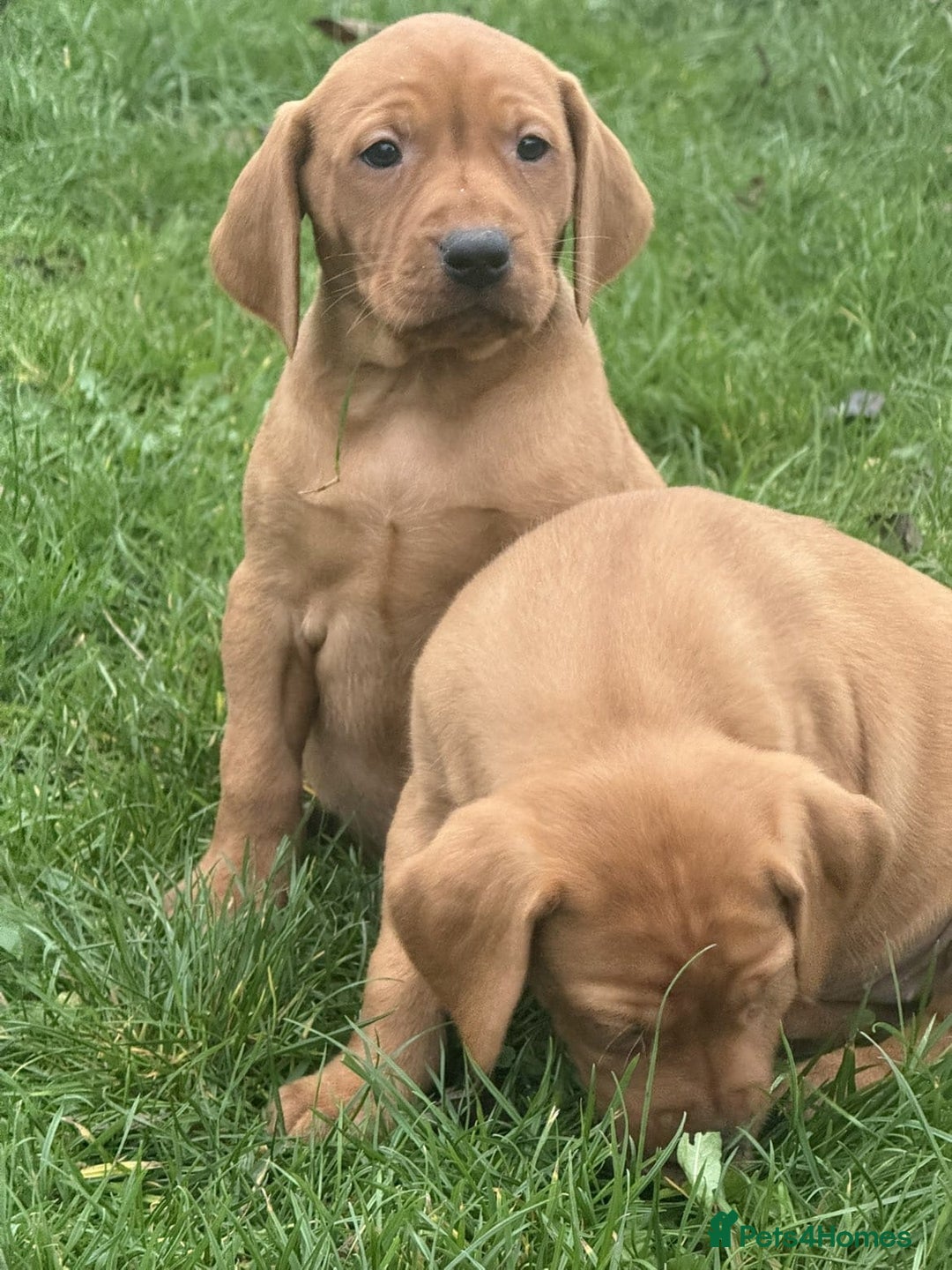 Mixed Breed dogs for sale: Vizsla x Labrador  - Image 4
