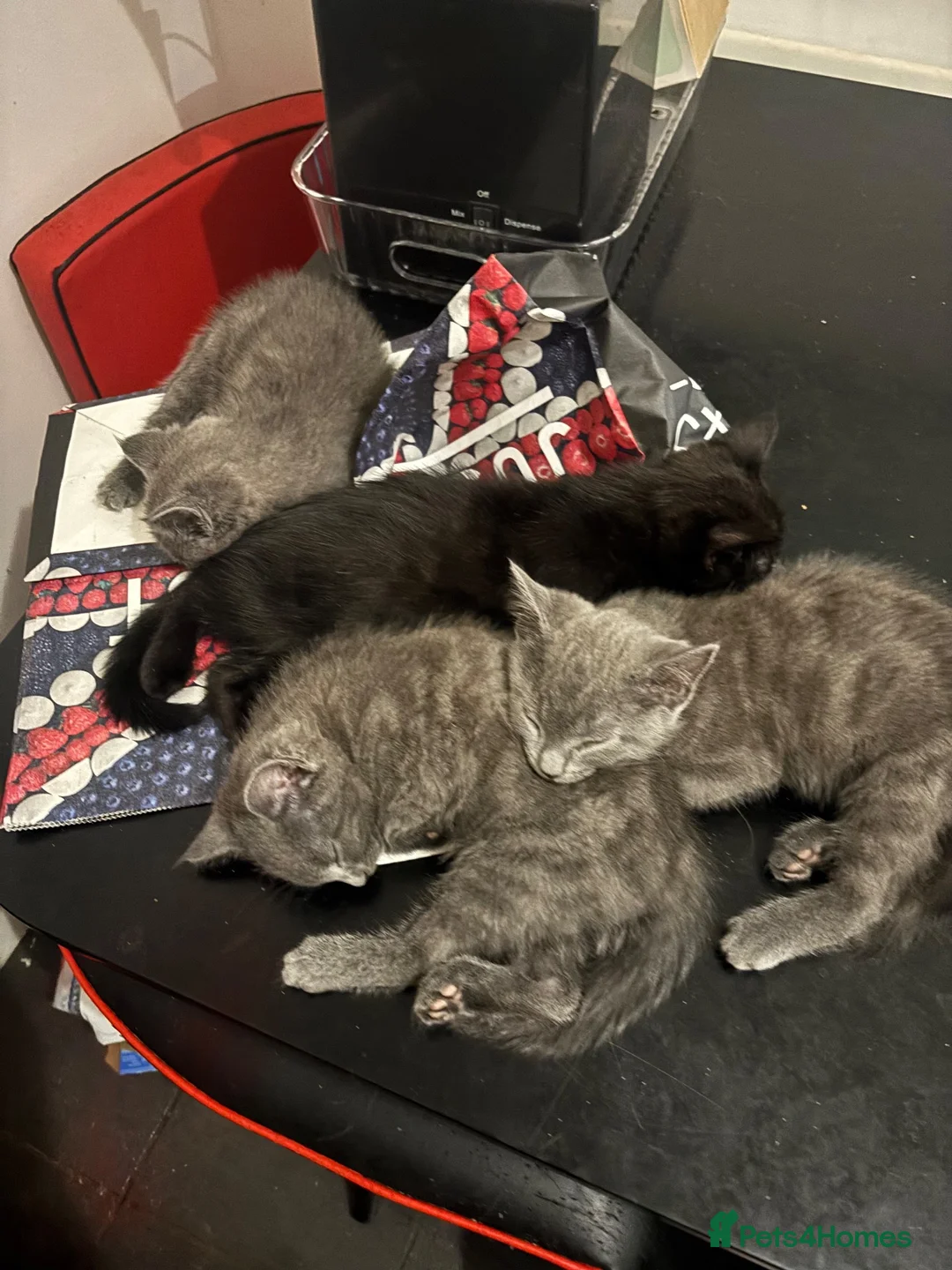 British Shorthair cats for sale: 5 beautiful kittens  - Advert 15