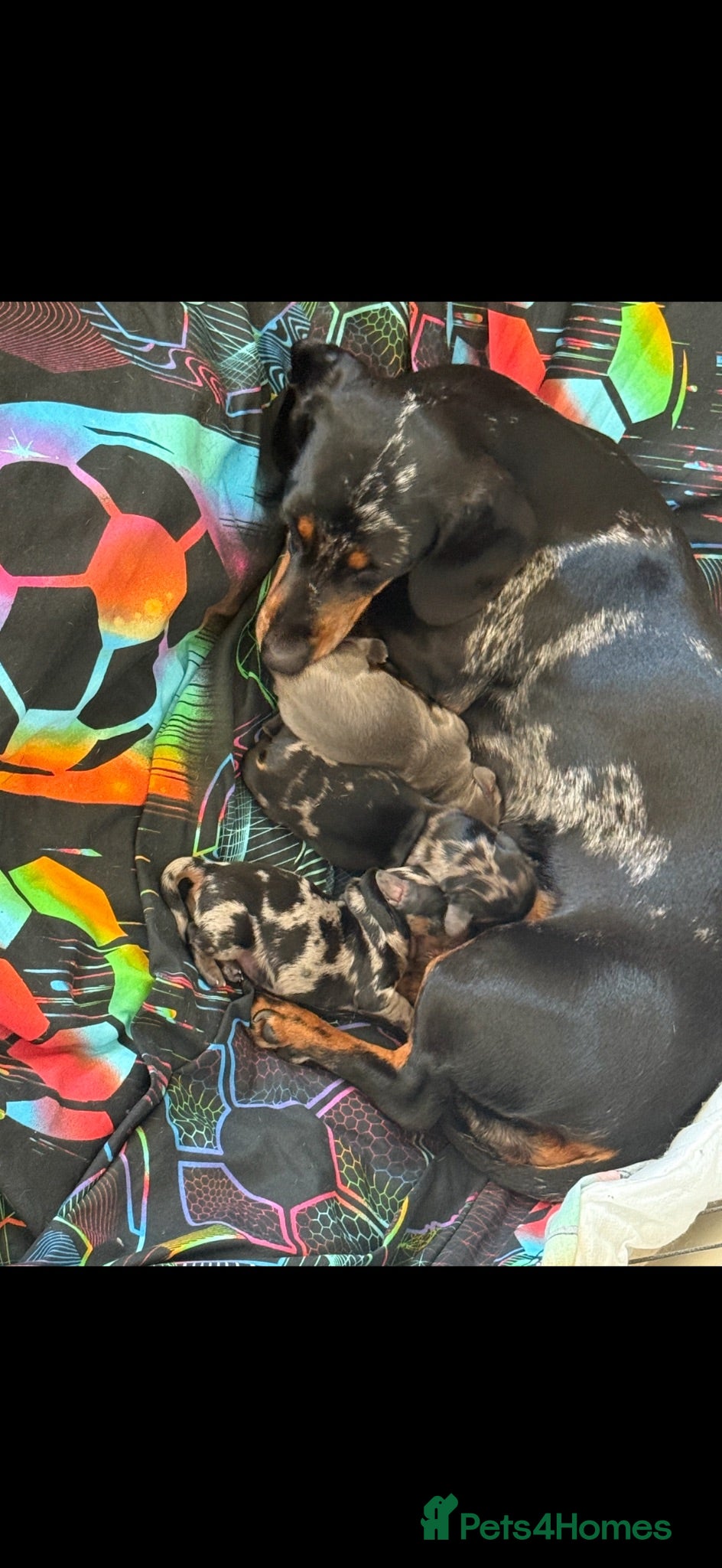Dachshund dogs Dachshund puppies for sale  - Advert 4