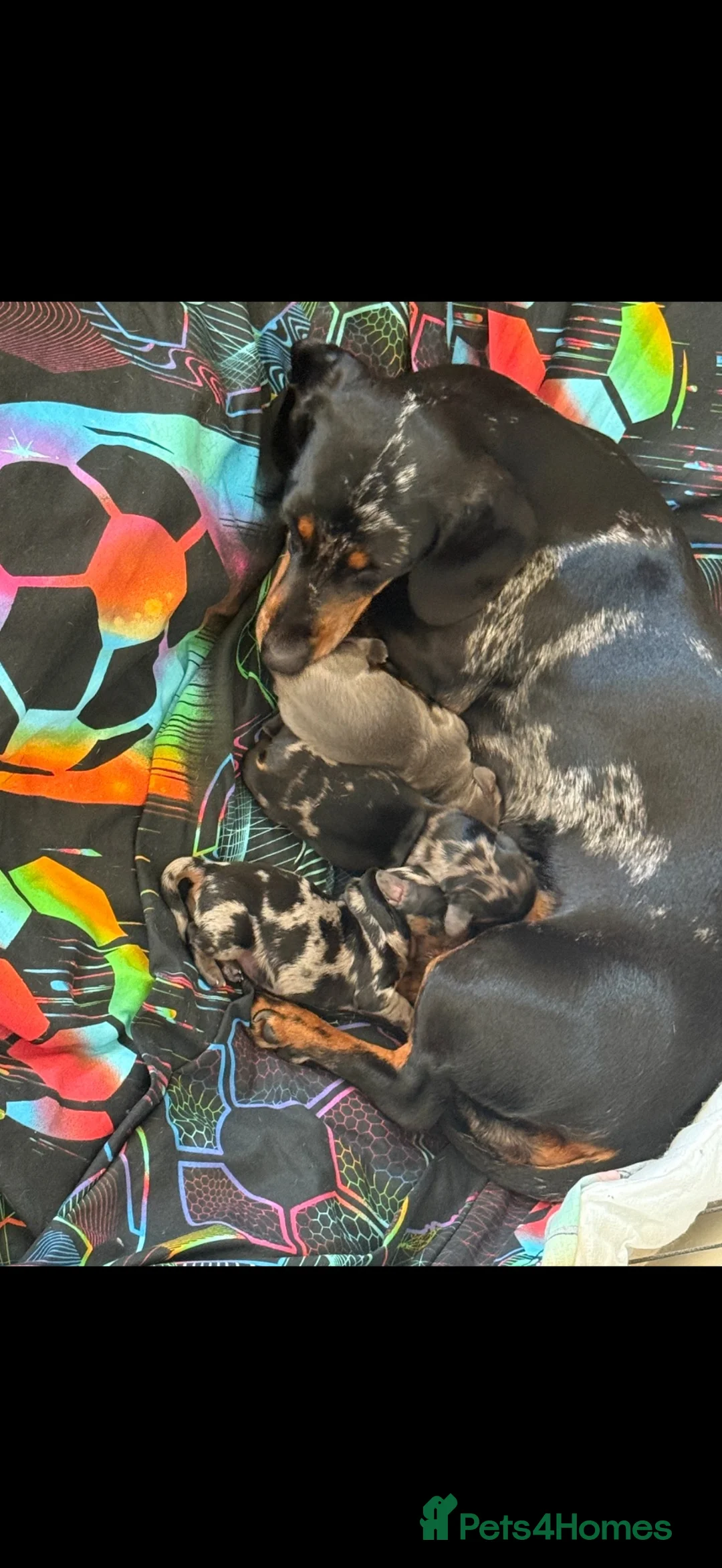 Dachshund dogs for sale: Dachshund puppies for sale  in Kettering - Advert 1