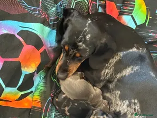 Dachshund dogs Dachshund puppies for sale - Advert 4