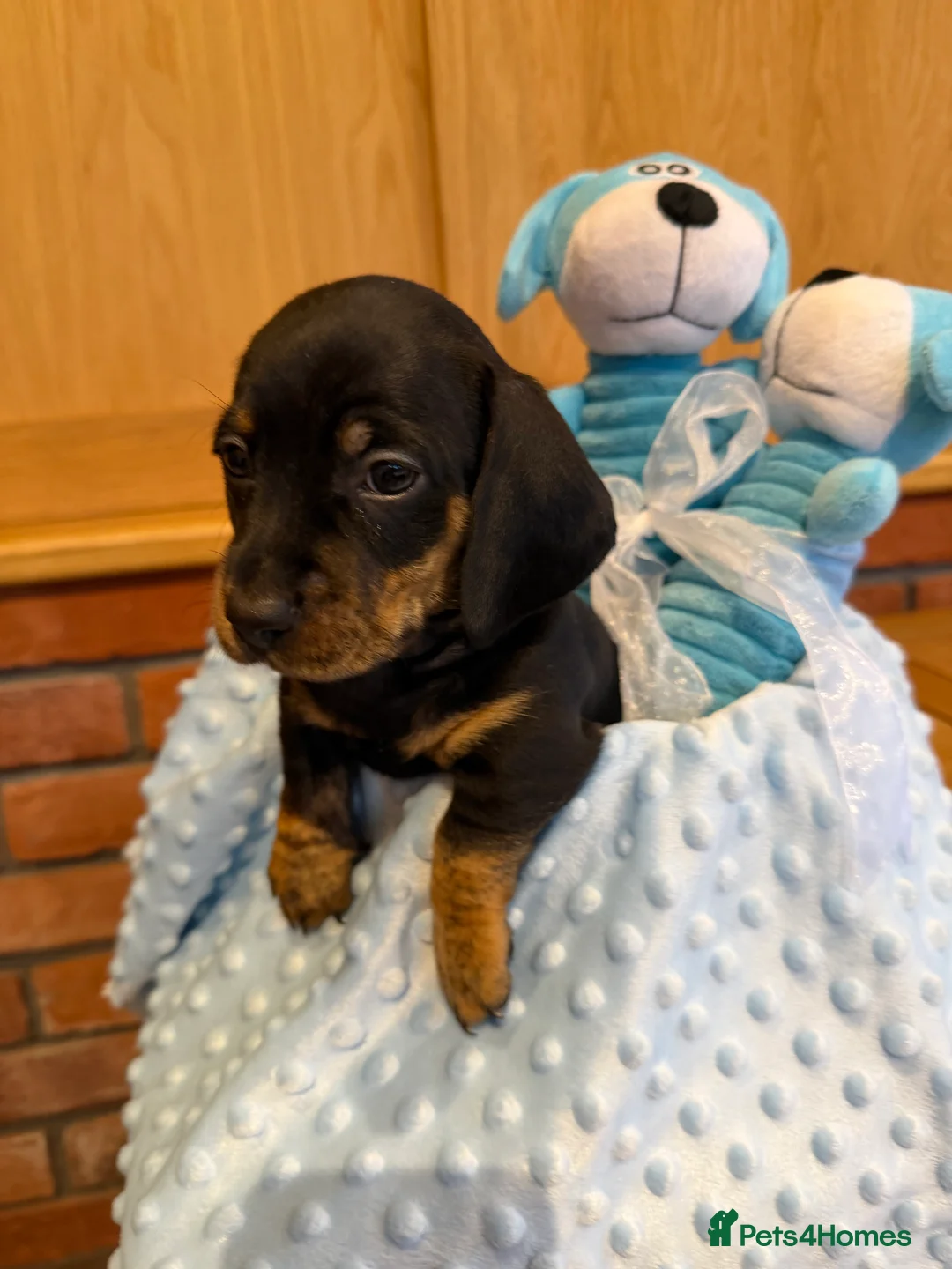 Dachshund dogs for sale: Miniature dachshunds  - Advert 37
