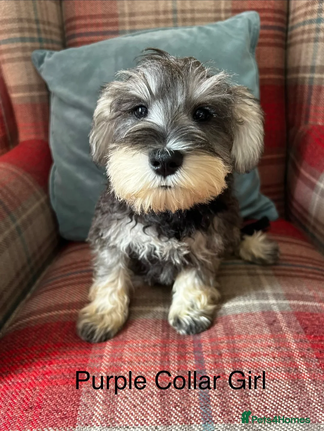 Miniature Schnauzer dogs for sale: KC registered, health tested, puppies ready now!  - Advert 1