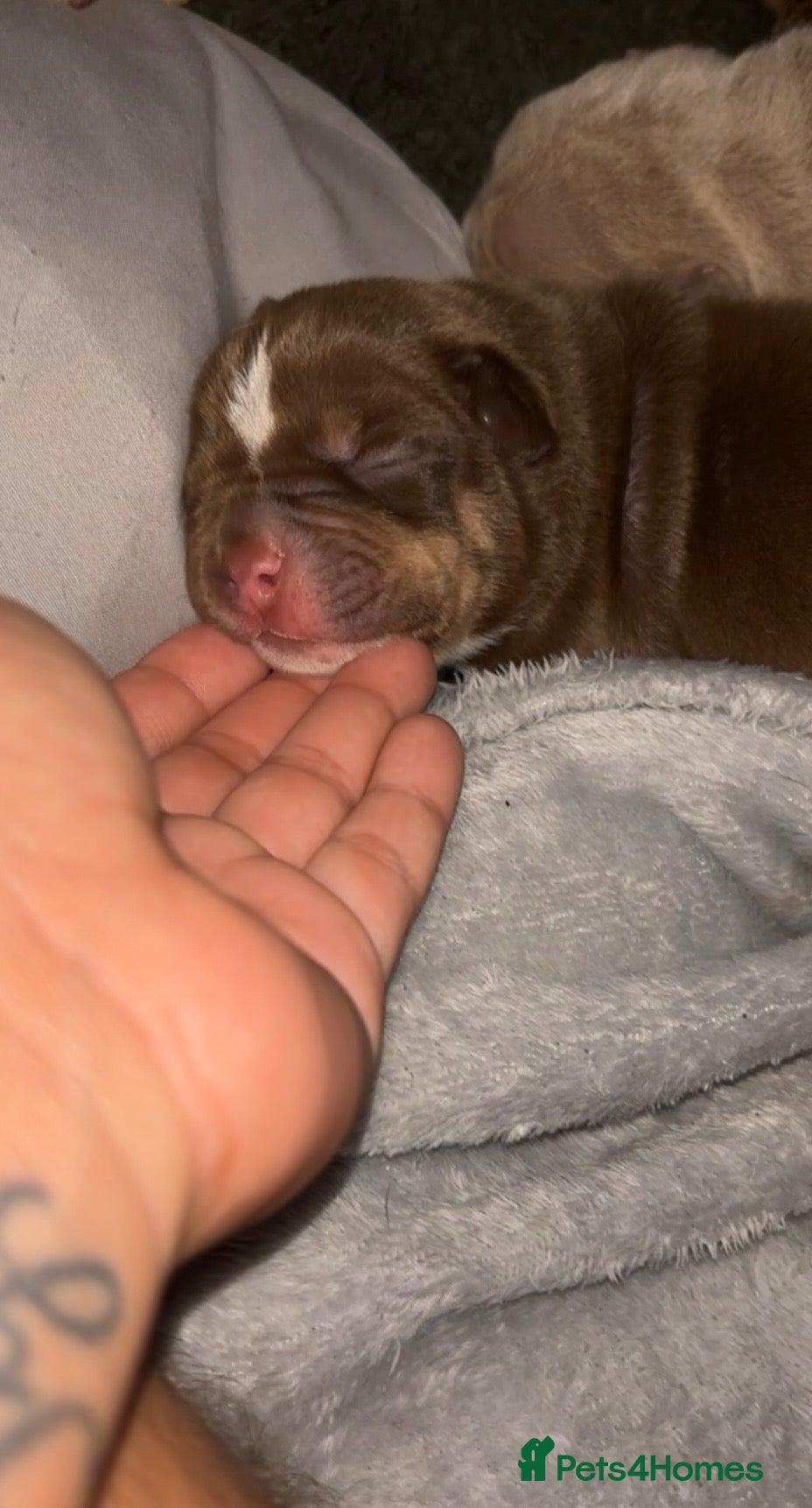 American Bully dogs American micro bully’s  - Advert 2